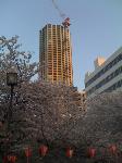 sakura2