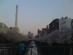 sakura5