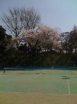 sakura6
