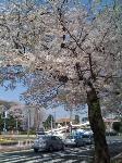 sakura7