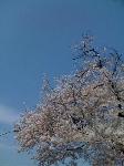 sakura8